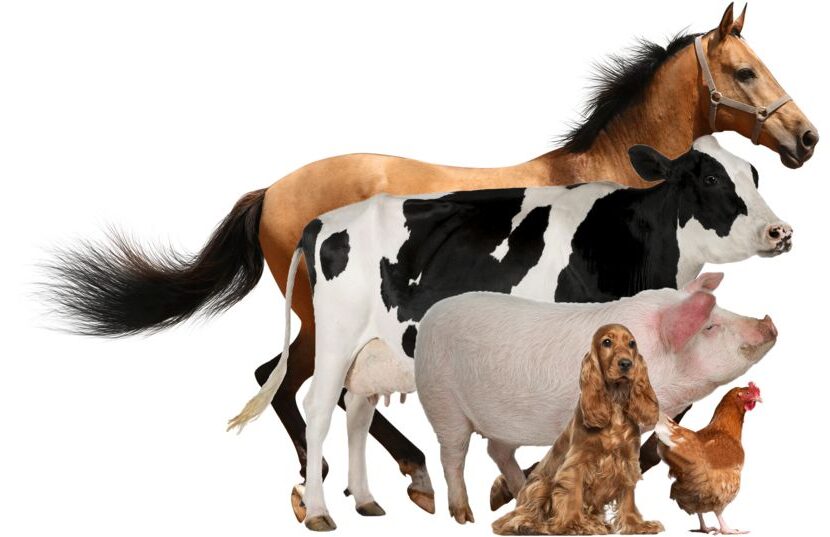 veterinary